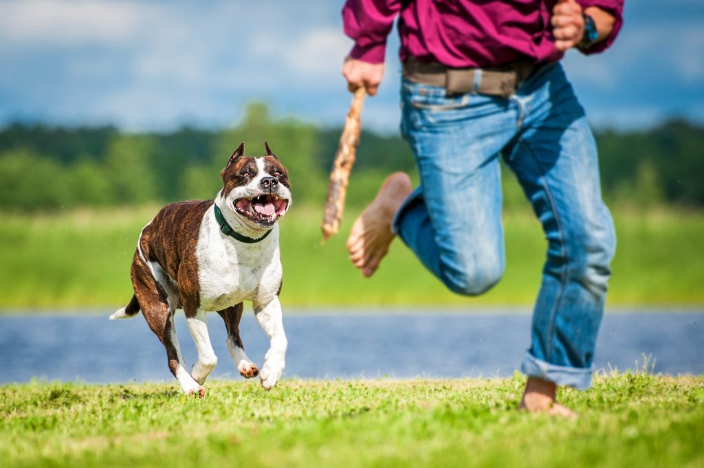 American staffordshire terrier running over a man