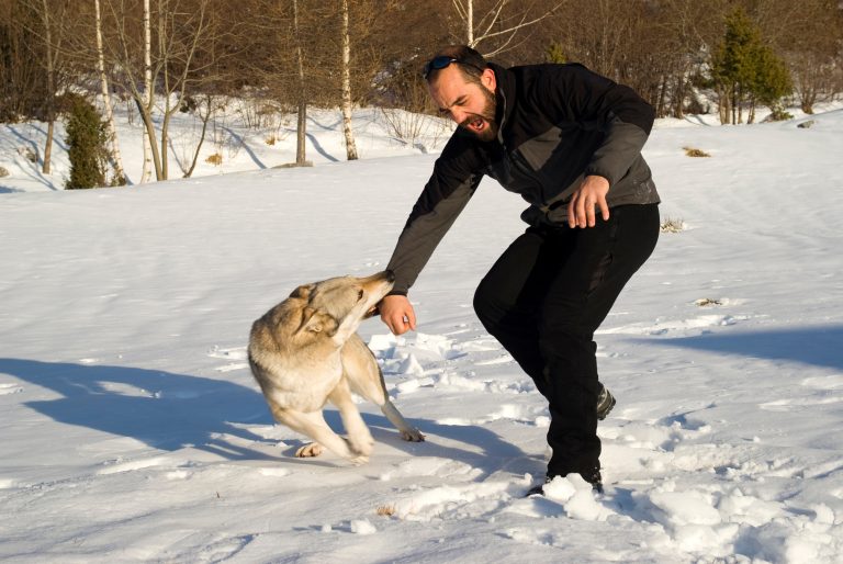 Attack dog