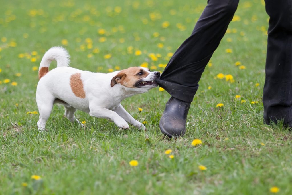 Jack Russel Terrier beißt in ein Hosenbein und lässt nicht mehr los, Hund wird sauer und schnappt zu, knurrender Hund beißt sich fest