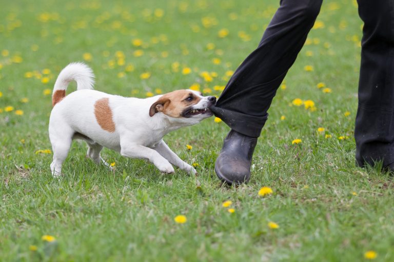 Jack Russel Terrier beißt in ein Hosenbein und lässt nicht mehr los, Hund wird sauer und schnappt zu, knurrender Hund beißt sich fest