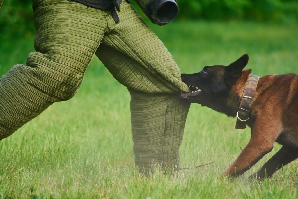 The man is trying to stay stable despite of the dog's biting. He has been spreading his legs to be more stable.
