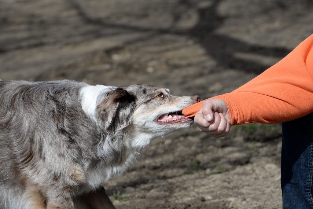 tugging, dog trying to bite