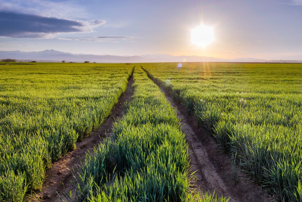 Looking down a dirt road in green fields with the sun illuminating a blue sky and mountains